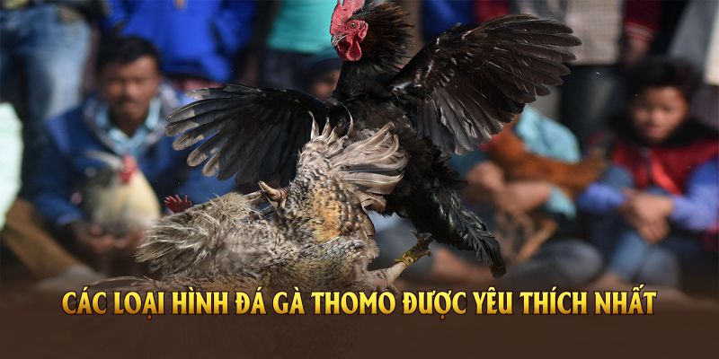 Loại hình đá gà thomo