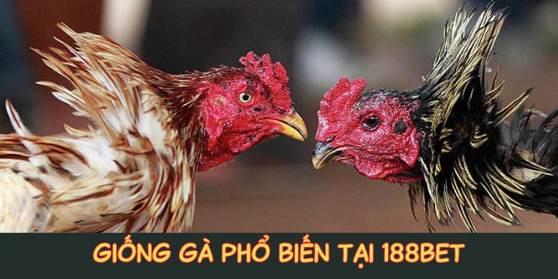 Đá gà cựa dao - giống gà 