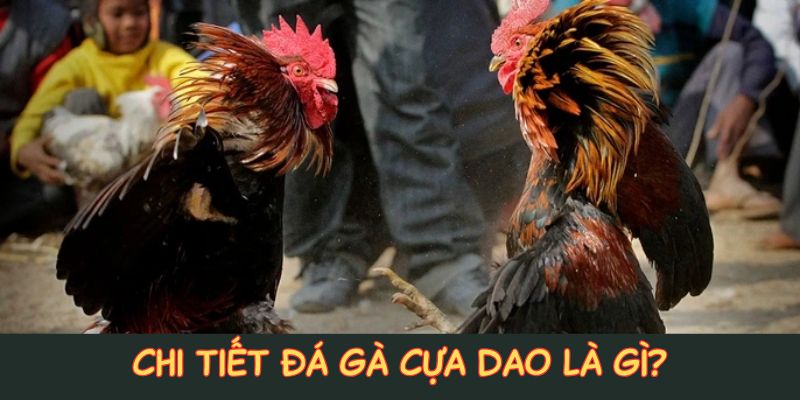 đá gà cựa dao tại 188bet