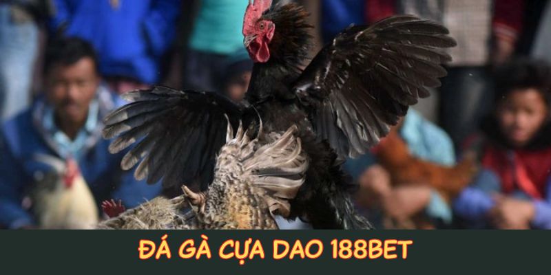 Đá gà cựa dao