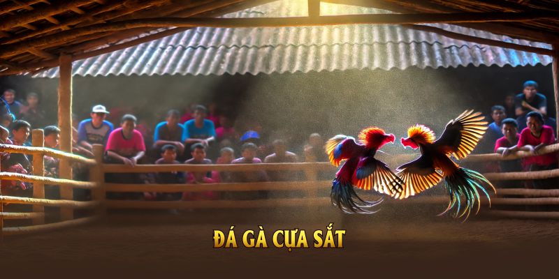 Đá gà cựa sắt