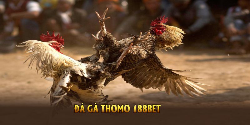 Đá gà Thomo