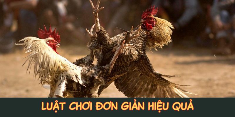 Luật chơi đá gà cựa dao