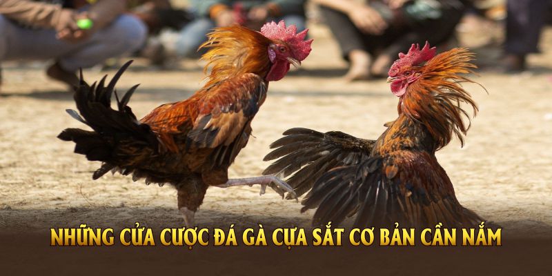 Cửa cược tại đá gà cựa sắt
