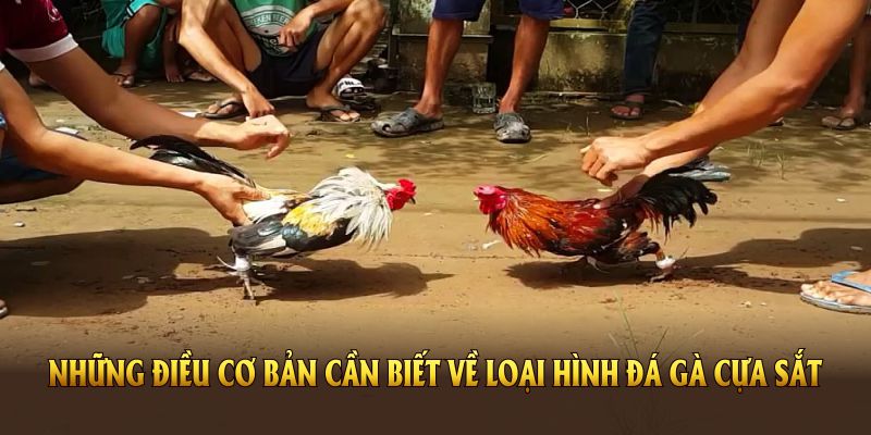 khái niệm đá gà cựa sắt