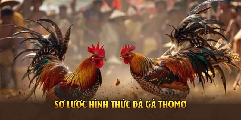 Đôi nét về đá gà thomo