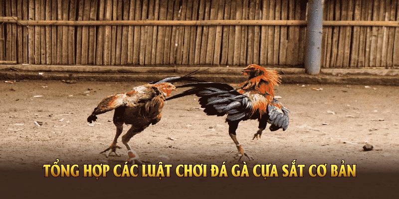 Luật chơi đá gà cựa sắt