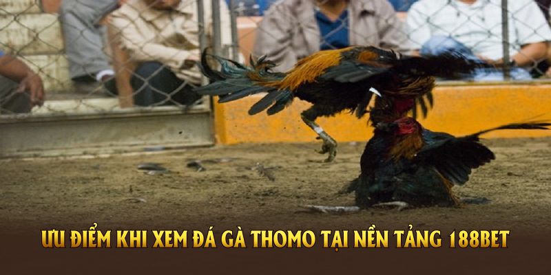 Ưu điểm đá gà thomo